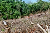 Xác minh làm rõ vụ phá rừng quy mô lớn ở Quảng Trị