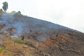 Vụ phá rừng ở huyện Lắk Yêu cầu làm rõ trách nhiệm tập thể, cá nhân liên quan