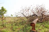 Tập trung điều tra hai vụ phá hơn 400ha rừng ở Đắk Lắk