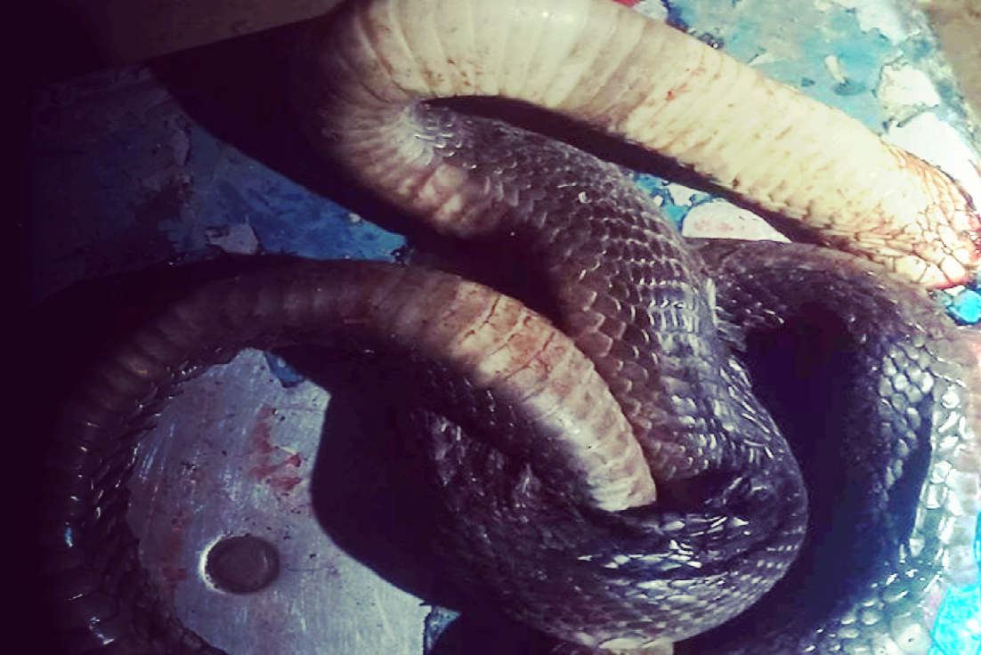 Người đàn ông đi thả chài bắt cá bị rắn hổ mang chì cắn tử vong