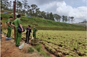 Kiểm sát khám nghiệm hiện trường vườn rau nghi bị đầu độc ở Lâm Đồng