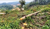Thủ tướng yêu cầu đẩy nhanh tiến độ điều tra, xử lý nghiêm các vụ án phá rừng