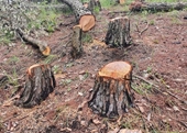 Điều tra truy tìm thủ phạm phá rừng qui mô lớn ở TP Đà Lạt