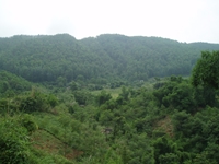 Xử lý nghiêm các vụ phá rừng trái pháp luật