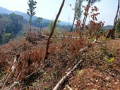 Khẩn trương điều tra, xử lý vụ chặt hơn 2 ha rừng phòng hộ ở Gia Lai
