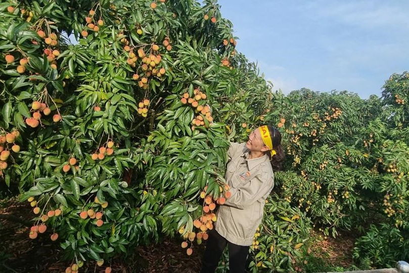 Thúc đẩy xúc tiến thương mại vải thiều Thanh Hà và các sản phẩm tiêu biểu