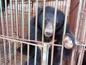 Hà Nội vẫn là điểm nóng lớn nhất về nuôi nhốt gấu