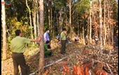 Phê chuẩn Quyết định khởi tố 7 bị can về tội hủy hoại rừng