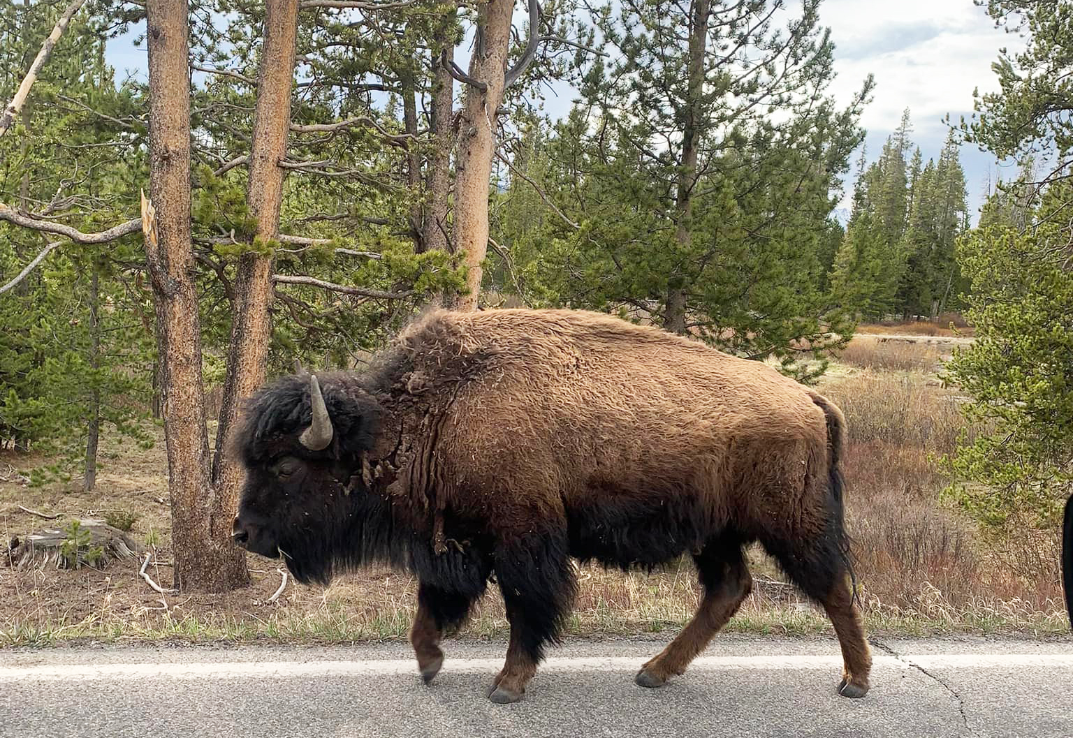 Bị bò rừng húc thủng bụng khi đi dạo trong vườn quốc gia