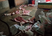 Công an huyện Cư Jút phối hợp bắt giữ 1 vụ giết mổ gần 1 tấn heo chết bốc mùi hôi thối