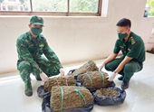 Mật phục, bắt giữ vận chuyển khoảng 19kg cần sa từ Campuchia về Việt Nam