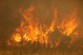 Hàng loạt vụ cháy bùng phát ở châu Âu khi nắng nóng đạt mức kỉ lục