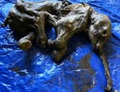 Tìm thấy xác voi ma mút lông cừu nguyên vẹn hơn 30 000 năm tuổi