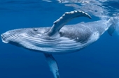 Cá voi lưng gù bất ngờ xuất hiện gần đảo Bình Hưng, Khánh Hòa