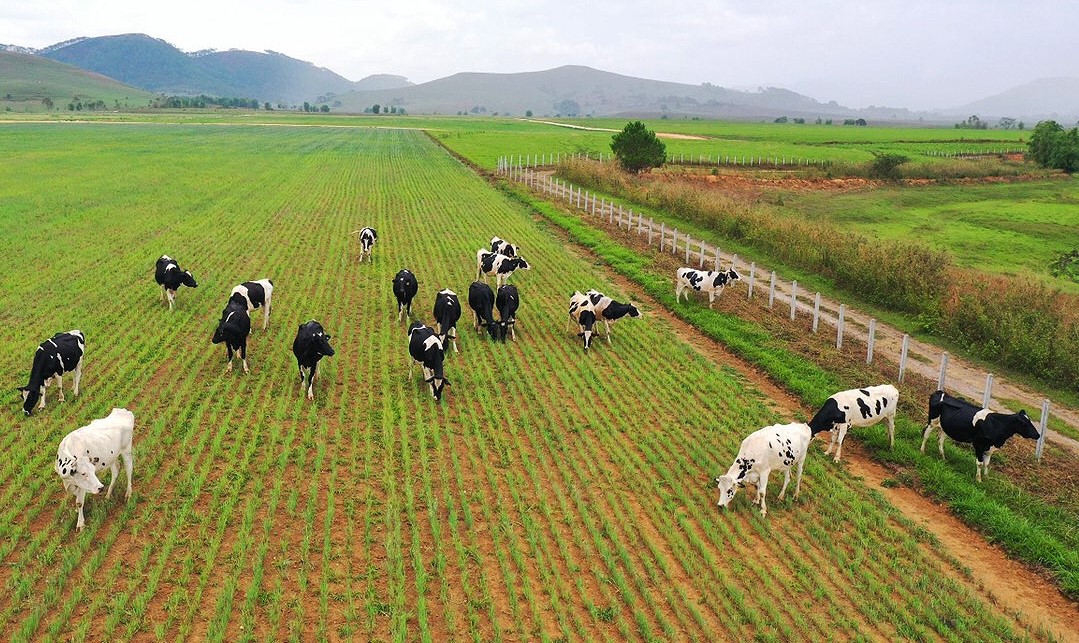 Vinamilk vào Top 5 cổ phiếu đáng quan tâm của Đông Nam Á