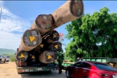 Thông tin mới vụ xe siêu trường siêu trọng chở 83m3 gỗ lim đi qua nhiều tỉnh