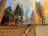 Cháy rừng đe dọa rừng quần thể cây Sequoias khổng lồ ngàn tuổi ở VQG Yosemite, Mỹ