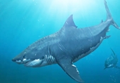 Hé lộ nguyên nhân tuyệt chủng của cá mập khổng lồ Megalodon