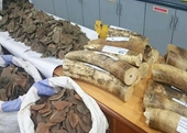 3 “trùm” buôn lậu động vật hoang dã người Việt sa lưới tại Nigeria