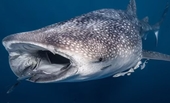 Phát hiện mới về loài cá mập khổng lồ nhất thế giới