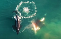 CLIP Kẻ săn mồi đáng sợ nhất đại dương bị cá voi sát thủ ăn thịt