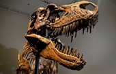 Hóa thạch khủng long 77 triệu năm tuổi được bán với giá 150 tỉ đồng