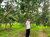 Nâng cao thu nhập từ nghề trồng bưởi Diễn, tại xã Yên Sơn, huyện Quốc Oai