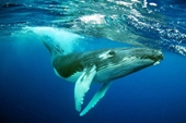 Cá voi xanh liên tục xuất hiện tại vùng biển Đề Gi, Bình Định
