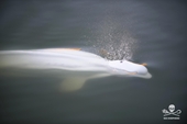 Pháp giải cứu con cá voi trắng Beluga đi lạc vào sông Seine