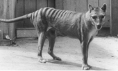 Nỗ lực hồi sinh loài hổ Tasmania đã tuyệt chủng gần 100 năm