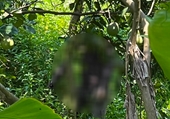 Điều tra một thi thể nam giới chết trong tư thế treo cổ trên cây bưởi