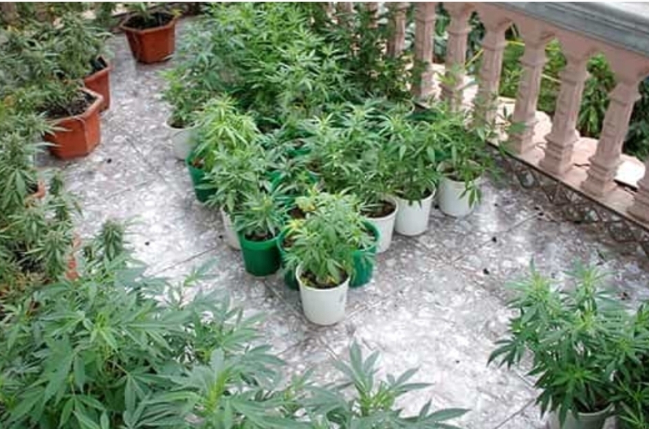 Tạm giữ hình sự đối tượng trồng cần sa trên sân thượng