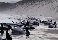Bí ẩn hàng trăm con cá voi dạt vào bờ biển Tasmania, Úc