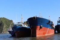 Phát hiện, bắt giữ hơn 200 nghìn lít dầu sang mạn trái phép