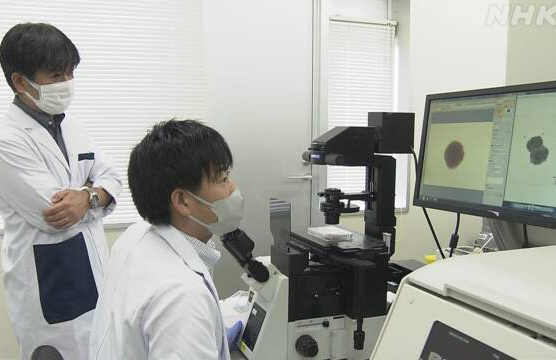 Nhật Bản “ươm” thành công thân tóc giúp tìm ra phương pháp chữa rụng tóc ở người