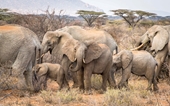 Hạn hán bất thường ở Kenya, voi và động vật hoang dã chết hàng loạt