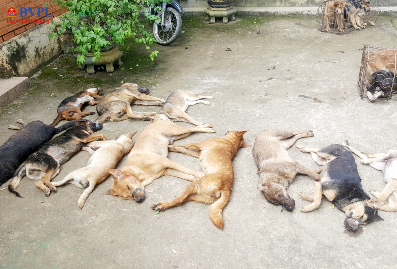 Tạm giữ 5 đối tượng liên quan vụ dùng xe ô tô bắt trộm chó