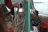Xử lý thêm 5 tàu cá vi phạm trên vùng biển Móng Cái