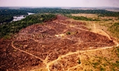 Ba quốc gia rừng nhiệt đới hàng đầu thế giới thành lập liên minh để cứu rừng