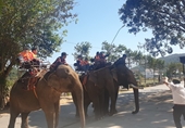 Chuyển đổi mô hình du lịch cưỡi voi ở Đắk Lắk