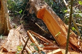 Chuyển hồ sơ sang Công an vụ mất 1 700 ha rừng ở Công ty Lâm nghiệp Ia Pa