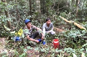 Bắt giữ 2 đối tượng chặt phá rừng Phú Quốc