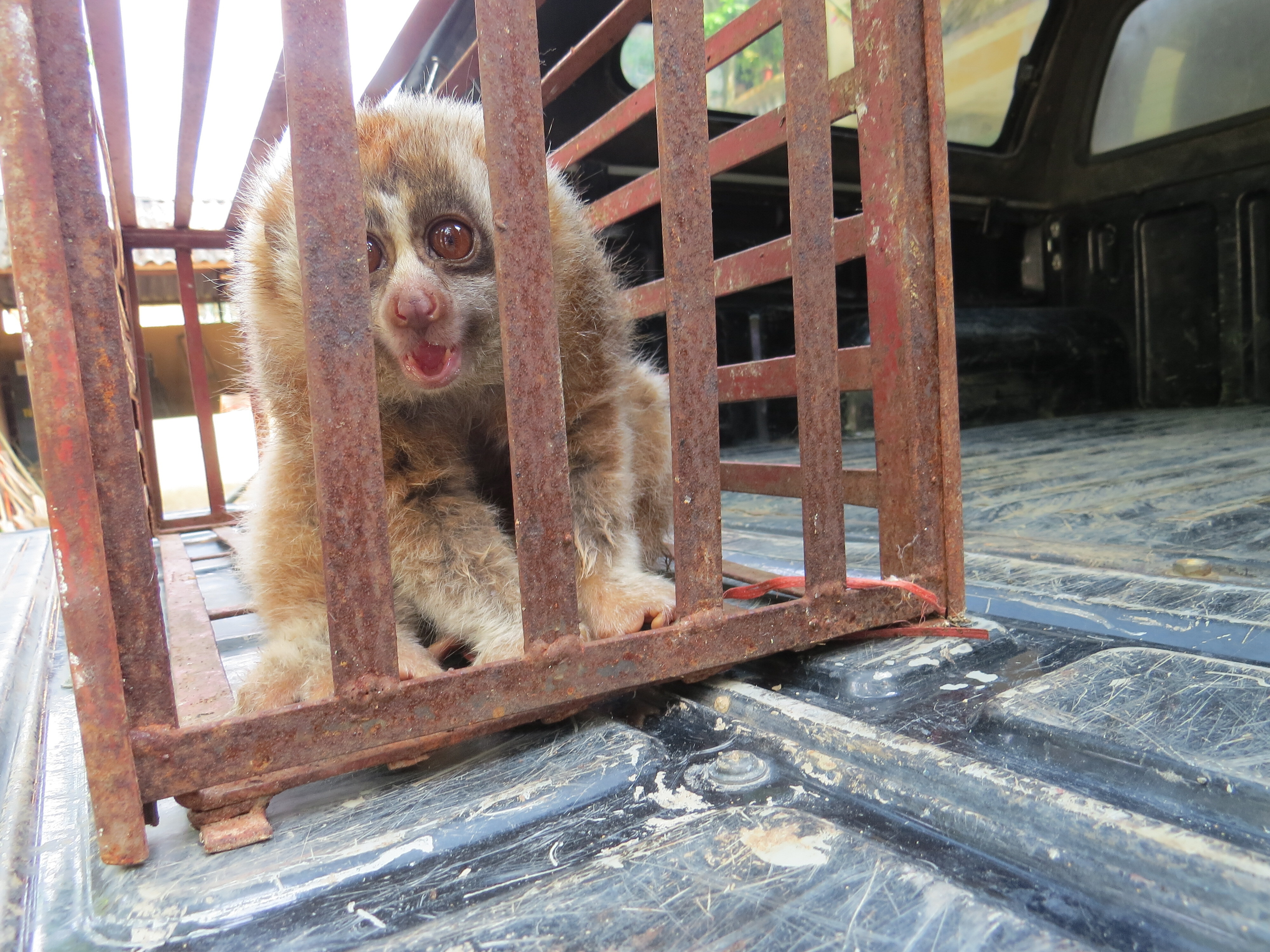 Phê chuẩn khởi tố 2 đối tượng vận chuyển trái phép động vật quý hiếm