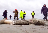 Bí ẩn gần 2 500 con hải cẩu chết được phát hiện ở bờ biển Caspi, Nga
