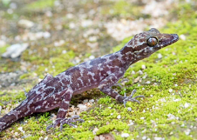 Phát hiện loài tắc kè mới ở lưu vực Sông Giang, Khánh Hòa