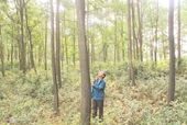 “Bất nhất” về thời gian thực hiện phương án liên doanh trồng rừng tại Quảng Trị