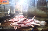 Bắt cơ sở mổ heo chết mang mầm bệnh dịch tả lợn Châu Phi