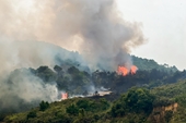 Liên tiếp xảy ra các vụ cháy rừng tại Móng Cái