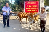 VKSND tỉnh Kon Tum tặng bò cho hộ dân có hoàn cảnh đặc biệt khó khăn