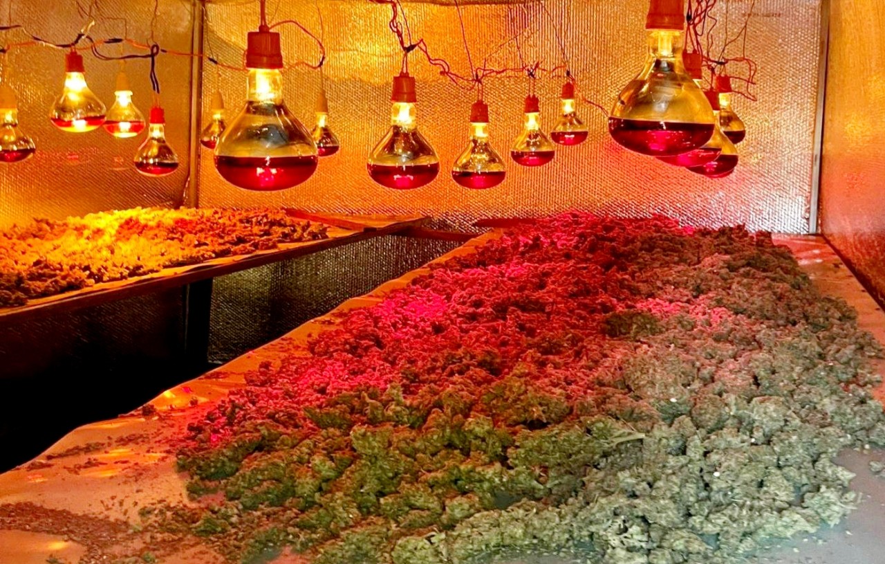 Tạm giữ đối tượng trồng, sơ chế và đóng gói cần sa có quy mô ở Gia Lai